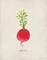 Radish Poster Print by Stephanie Marrott - Item # VARPDXSM15510